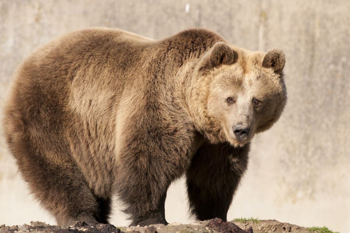 Are Brown Bears Dangerous Are Brown Bears Dangerous