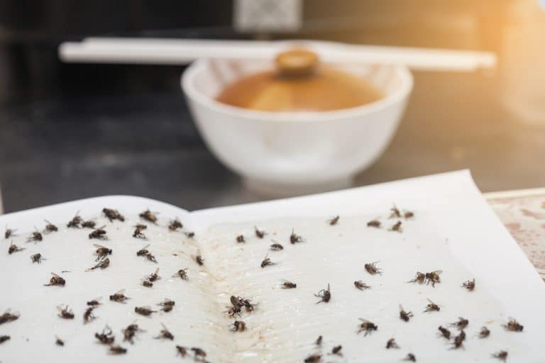 How to Get Rid Of Flies When Camping